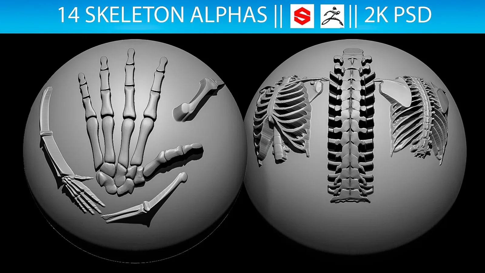 14 Skeleton Alphas Vol.2 (ZBrush, Substance, 2K) preview 2