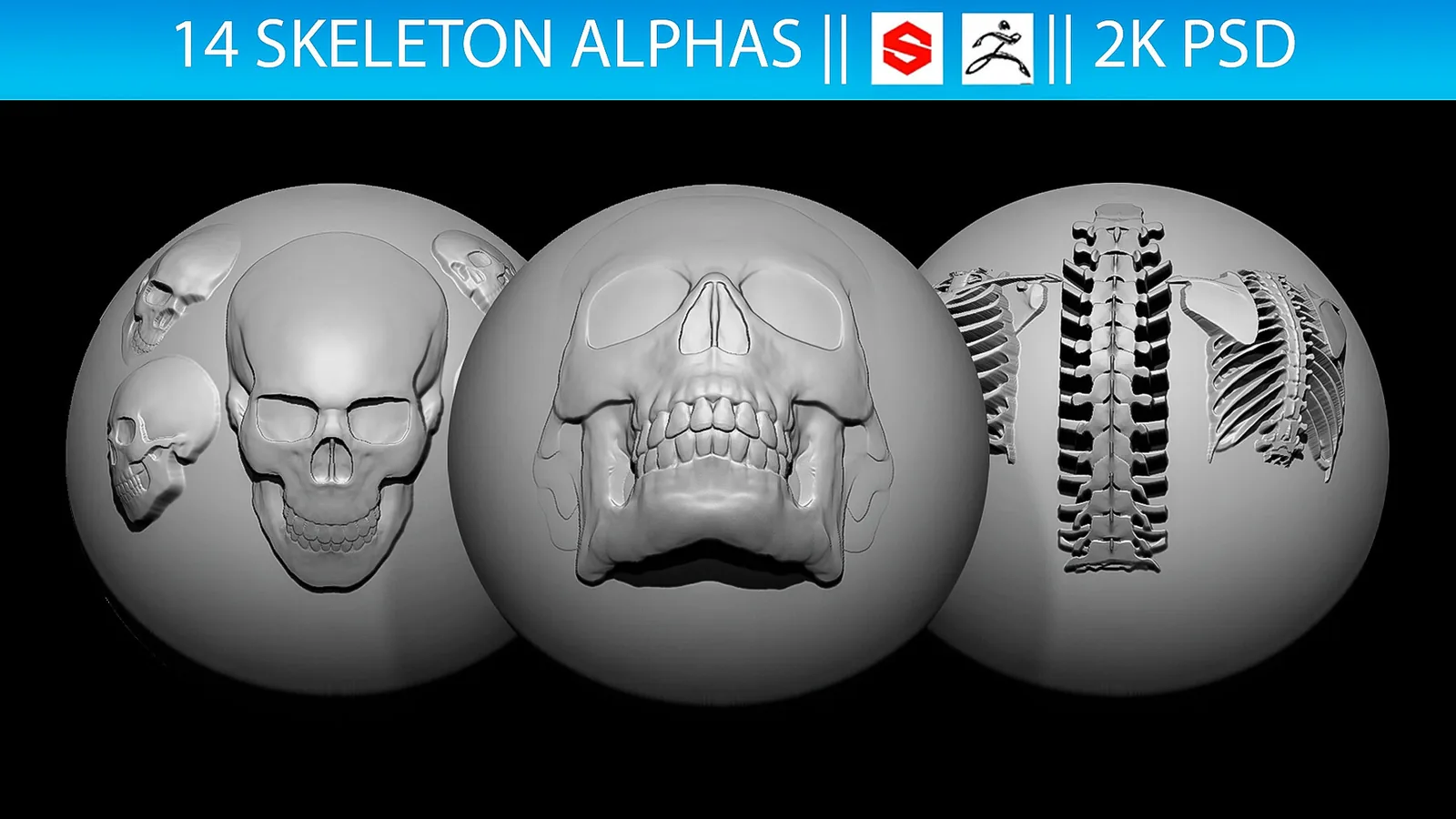 14 Skeleton Alphas Vol.2 (ZBrush, Substance, 2K) preview 1